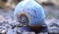 蚬 扁卷螺螺, Planorbis corneus, 米色 照, 关怀 和 描述, 特点 和 成长