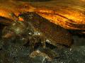 水族馆 淡水甲壳动物 Atya糙 虾, Atya scabra, Atya margaritacea, 褐色 照, 关怀 和 描述, 特点 和 成长