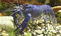 Рак-херакс папуанский голубой раки Фото, характеристика и уход