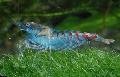 Plavi Biser Škampi briga i karakteristike