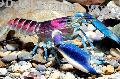 Akvárium édesvízi rákok Cherax Hoa Patak rák (crayfish), Cherax hoa creek, kék fénykép, gondoskodás és leírás, jellemzők és növekvő