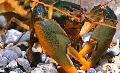 Aquário Crustáceos de água Doce Cherax Holthuisi lagostim, castanho foto, cuidado e descrição, características e crescente