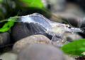 Akvarij Slatkovodni Rakovi Cherry Kozica čovječuljak, Paratya australiensis, plava Foto, briga i opis, karakteristike i uzgoj