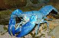 Aquarium Freshwater Crustaceans Cyan Yabby crayfish, Cherax destructor, blue Photo, care and description, characteristics and growing