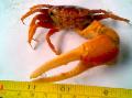 Lăutar Crab  fotografie, caracteristici și îngrijire