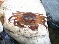 Crabe D'eau Douce  Photo, les caractéristiques et un soins