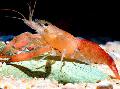 Akvarij Slatkovodni Rakovi Macrobrachium čovječuljak, crvena Foto, briga i opis, karakteristike i uzgoj
