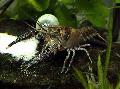 Procambarus Spiculifer рак фотографија, карактеристике и брига