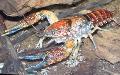 Procambarus Toltecae rák (crayfish) fénykép, jellemzők és gondoskodás