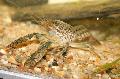 Akvárium Sladkovodní Korýši Procambarus Vasquezae rak, hnědý fotografie, péče a popis, charakteristiky a pěstování