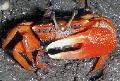 Raudona Mangrovių Krabų krabas Nuotrauka, charakteristikos ir kad