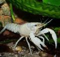 Aquarium Freshwater Crustaceans Red Swamp Crayfish, Procambarus clarkii, white Photo, care and description, characteristics and growing
