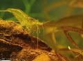 Yellow Shrimp care and characteristics