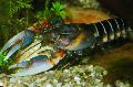 Zebra Cray rák (crayfish) fénykép, jellemzők és gondoskodás