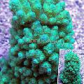Aquarium Acropora, hellblau Foto, kümmern und Beschreibung, Merkmale und wächst