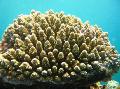 Akvaario Acropora, ruskea kuva, hoito ja tuntomerkit, ominaisuudet ja viljely