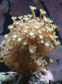 Akvarium Alveopora Korall, brun Bilde, omsorg og beskrivelse, kjennetegn og voksende