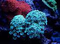Alveopora珊瑚 关怀 和 特点