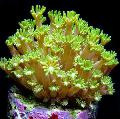 Aquarium Alveopora Coral, yellow Photo, care and description, characteristics and growing