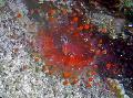 Aquarium Bal Corallimorph (Oranje Bal Anemoon) paddestoel, Pseudocorynactis caribbeorum, rood foto, zorg en beschrijving, karakteristieken en groeiend