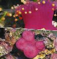 Aquarium Bal Corallimorph (Oranje Bal Anemoon) paddestoel, Pseudocorynactis caribbeorum, roze foto, zorg en beschrijving, karakteristieken en groeiend