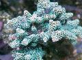 Aquarium Birdsnest Coral, Seriatopora, light blue Photo, care and description, characteristics and growing
