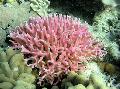 Birdsnest Korall omsorg og kjennetegn