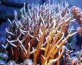 Aquarium Birdsnest Coral, Seriatopora, yellow Photo, care and description, characteristics and growing