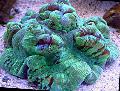 Aquário Cérebro Cúpula Coral, Wellsophyllia, verde foto, cuidado e descrição, características e crescente