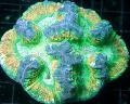 Akvarij Možgani Dome Coral, Wellsophyllia, pestra fotografija, nega in opis, značilnosti in rast