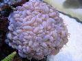Акваријум Bubble Coral, Plerogyra, розе фотографија, брига и опис, карактеристике и растуће