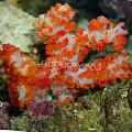 Aquarium Carnation Tree Coral, Dendronephthya, red Photo, care and description, characteristics and growing