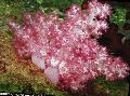 Akvárium Karafiát Strom Koralový, Dendronephthya, ružový fotografie, starostlivosť a popis, vlastnosti a pestovanie