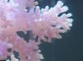 Akvárium Karafiát Strom Koralový, Dendronephthya, biela fotografie, starostlivosť a popis, vlastnosti a pestovanie