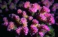 ყვავილოვანი კომბოსტო Coral