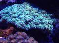 Akvárium Karfiol Koralov, Pocillopora, svetlomodrá fotografie, starostlivosť a popis, vlastnosti a pestovanie