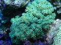 Akvárium Karfiol Koralov, Pocillopora, zelená fotografie, starostlivosť a popis, vlastnosti a pestovanie
