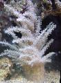 Choinka Koralowców (Medusa Koralowa) odejście i charakterystyka