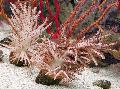 Aquarium Kerstboom Koraal (Medusa Koraal), Studeriotes, bruin foto, zorg en beschrijving, karakteristieken en groeiend