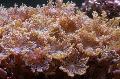 Akvárium Szegfűszeg Polipes clavularia, Cornularia, barna fénykép, gondoskodás és leírás, jellemzők és növekvő