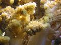 Colt Coral   სურათი, მახასიათებლები და ზრუნვა