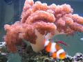Akvarij Colt Koralja, Cladiella, roze Foto, briga i opis, karakteristike i uzgoj