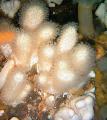 Colt Mushroom (Sea Fingers) брига и карактеристике