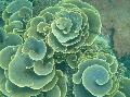Kuppi Koralli (Pagodi Koralli) hoito ja ominaisuudet