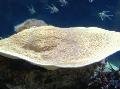 Cup Coral (Pagoda Koraller) omsorg og kjennetegn