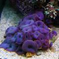 Aquarium Discosoma Coeruleus mushroom, purple Photo, care and description, characteristics and growing
