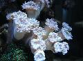 Акваріум Корал Дункан, Duncanopsammia axifuga, білий Фото, догляд і опис, характеристика і зростаючий
