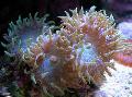 Coral Дункан қамқорлық мен сипаттамалары