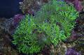 Akvaarium Elegants Korallid, Ime Korall, Catalaphyllia jardinei, roheline Foto, hoolitsemine ja kirjeldus, omadused ja kasvav
