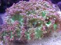 Elegans Korall, Konstigt Korall vård och egenskaper